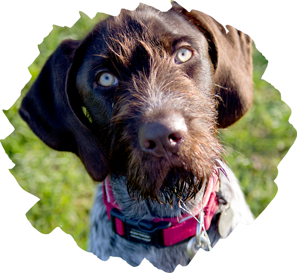 A photo of a wire-haired pointer.