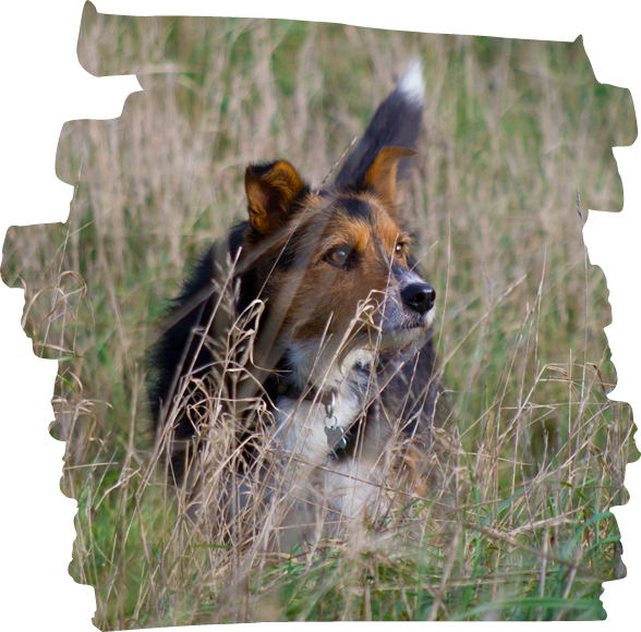 A picture of a dog on a walk, standing in long grass.
