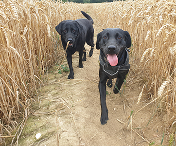 Two Labradors running through a wheat field.