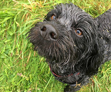 A wet and mucky pup.