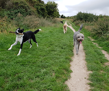 Four dogs bouncing down a path.