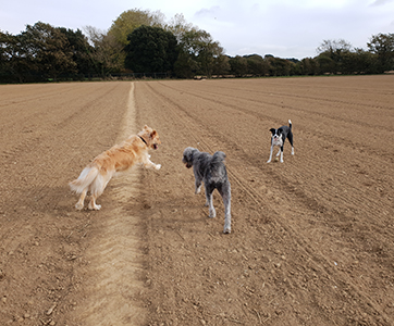 Three dogs out with their professional dog walker in Worthing.