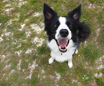 A very happy Border Collie.