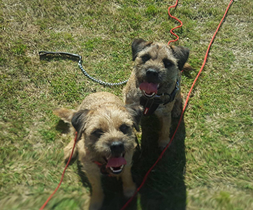 Two Border Terriers on long lines.