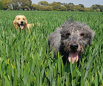 Two dogs walking through tall grass.