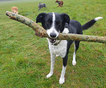 A Collie Whippet looking proud with a stick that he found on his dog walk.