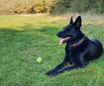 A beautiful Alsatian laying with her ball.
