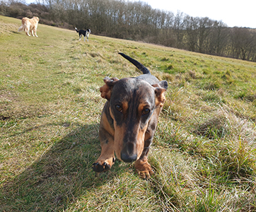 A sausage dog out on his dog walk.