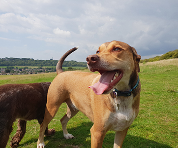 A Portugese rescue dog looking happy on his dog walk.