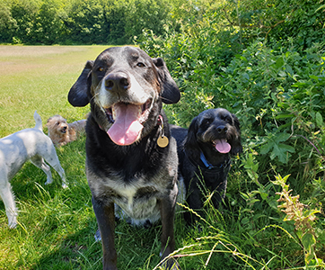 A group of dogs out with their dog walker.