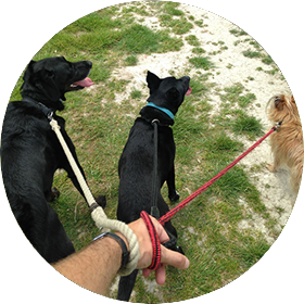 Three dogs on lead with a dog walker.