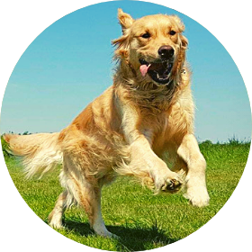 A picture of a golden Retriever running during a dog walk.