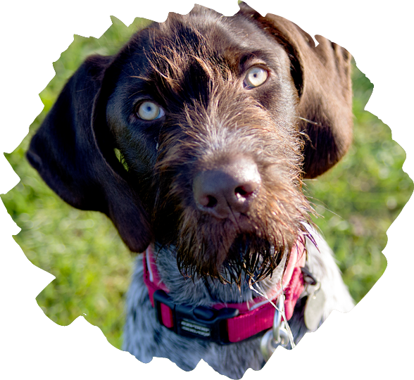 A wire haired pointer looking thoughtful.